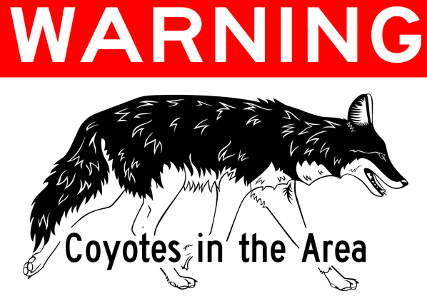 Coyotes Have City On Alert | WAMC